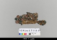 藏品(中國湖北皮影戲盔帽-太子帽)的圖片